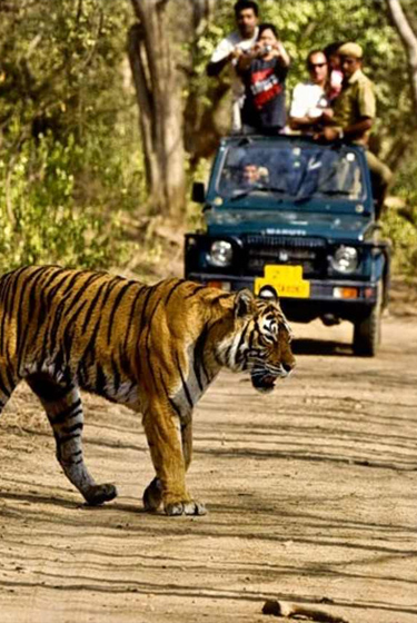 corbett-wildlife-weekend-package